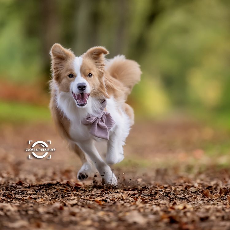 Hondenfotografie; fotograaf; waasland